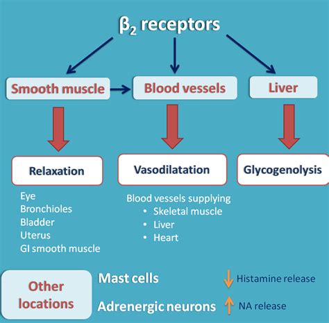 what is a beta agonist|Beta2.